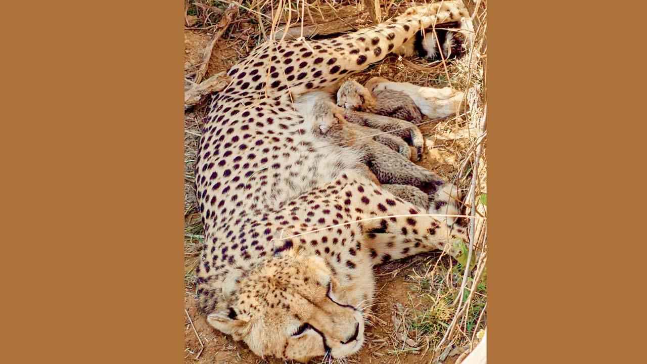 બધા નવજાત શિશુઓ સંપૂર્ણપણે સ્વસ્થ છે