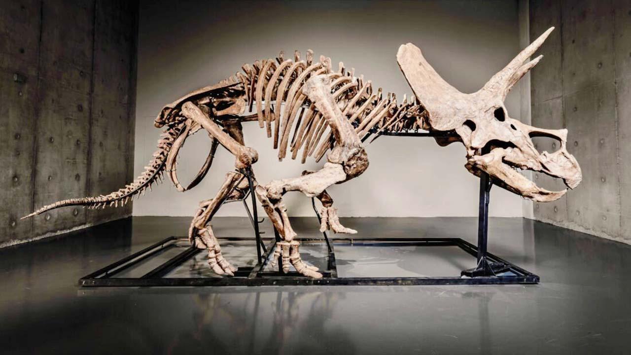 ટ્રાઇસેરાટોપ્સનું ૬.૬ કરોડ વર્ષ જૂનું હાડપિંજર 