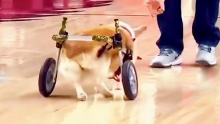 વ્હીલચૅર સાથે આ ડૉગીએ રેસમાં ભાગ લીધો, હાર્યા પછી પણ દર્શકોનાં દિલ જીતી ગયો