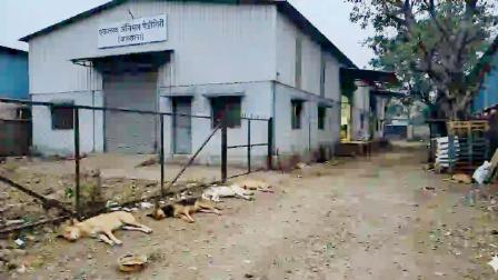 માનપાડા પોલીસે ૪ શ્વાનના મૃતદેહો તાબામાં લઈને વધુ તપાસ માટે સરકારી હૉસ્પિટલમાં મોકલી દીધા છે