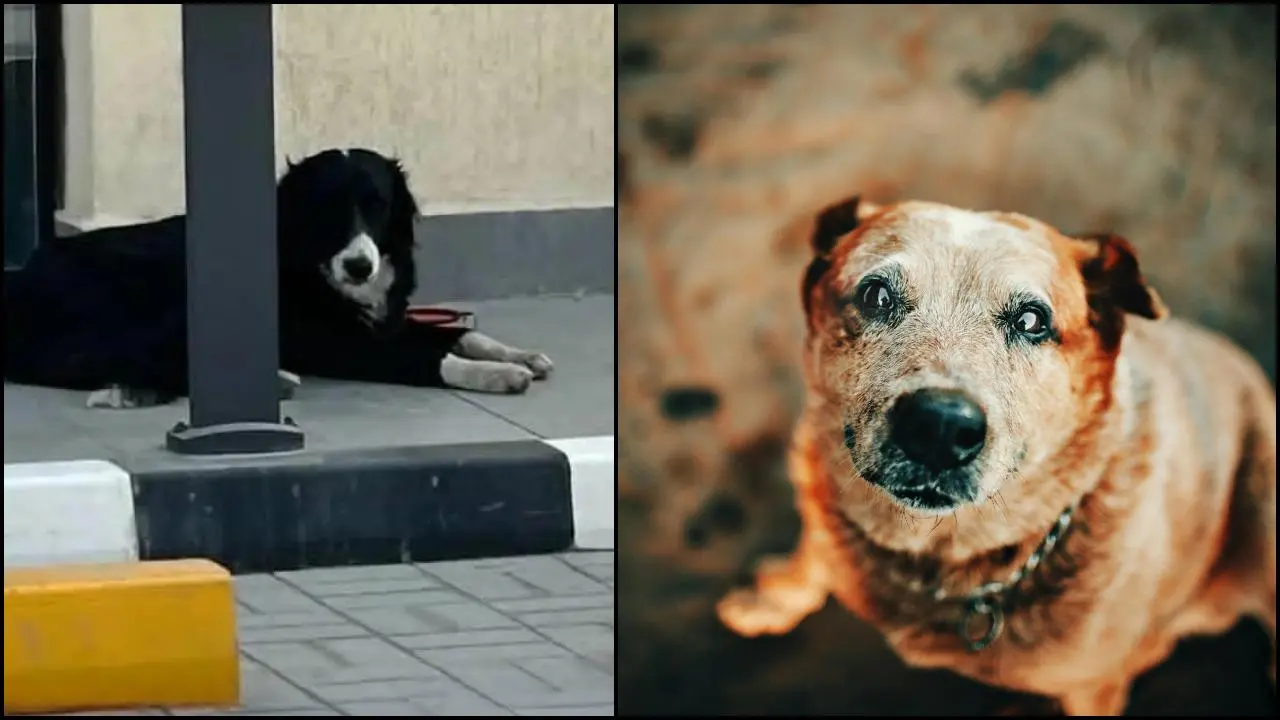 પ્રતીકાત્મક ફાઇલ તસવીર