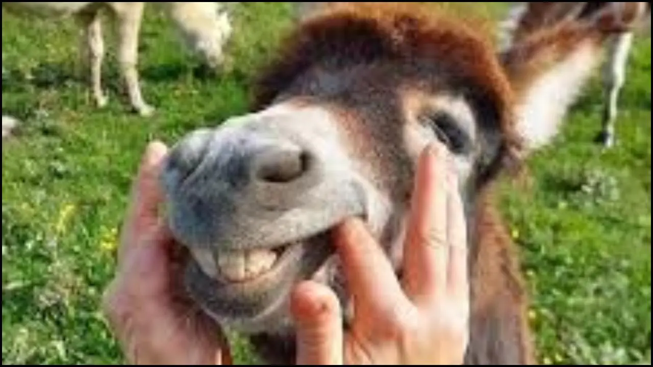 પ્રતિકાત્મક ફાઇલ તસવીર