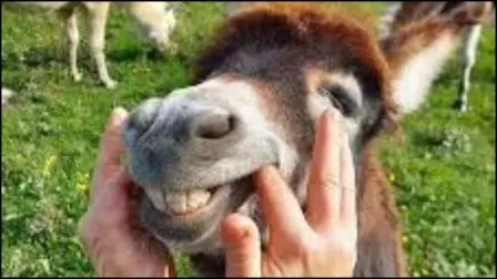 ગધેડા પાળવાનો  ધંધો કરવો હોય તો  સરકાર આપે છે ૫૦ લાખ  રૂપિયા સુધીની સબસિડી