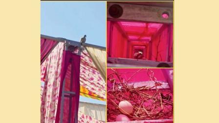 વાઇરલ વિડીયોમાંથી સ્ક્રીનશૉટ