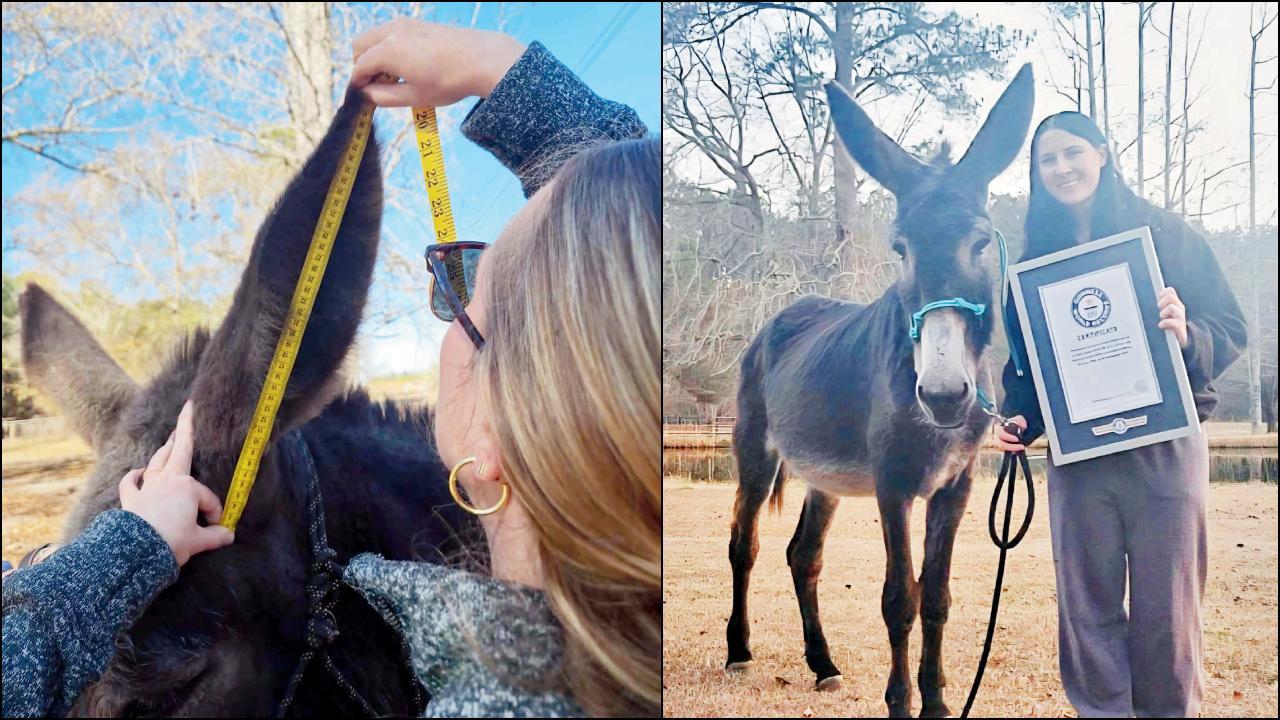 અમેરિકાનો આ ગધેડો સૌથી લાંબા કાન ધરાવે છે