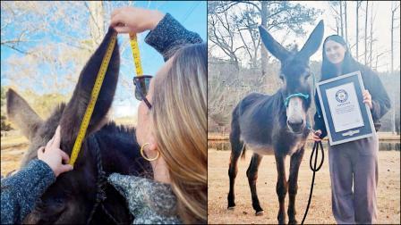 અમેરિકાનો આ ગધેડો સૌથી લાંબા કાન ધરાવે છે