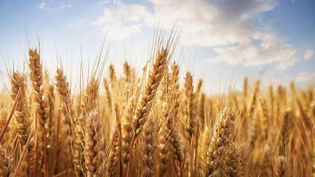 પ્રતીકાત્મક તસવીર