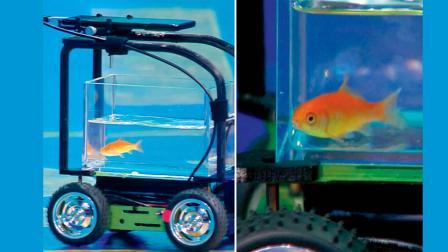 વાઇરલ વિડીયોમાંથી સ્ક્રીનશૉટ