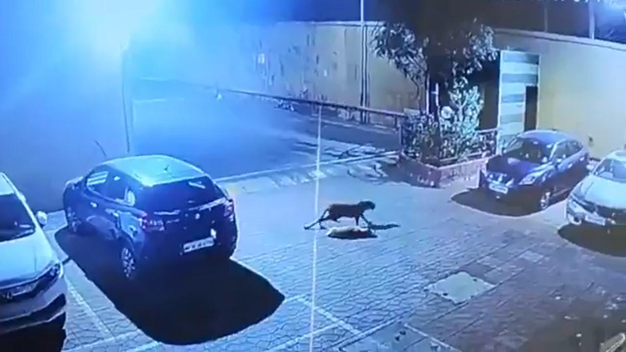 વાયરલ વીડિયોમાંથી સ્ક્રીન શૉટ (તસવીર: સોશિયલ મીડિયા)