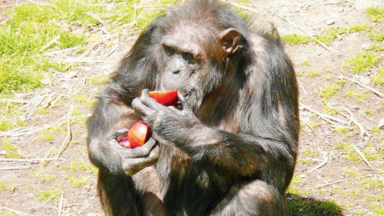 ચિમ્પાન્ઝી