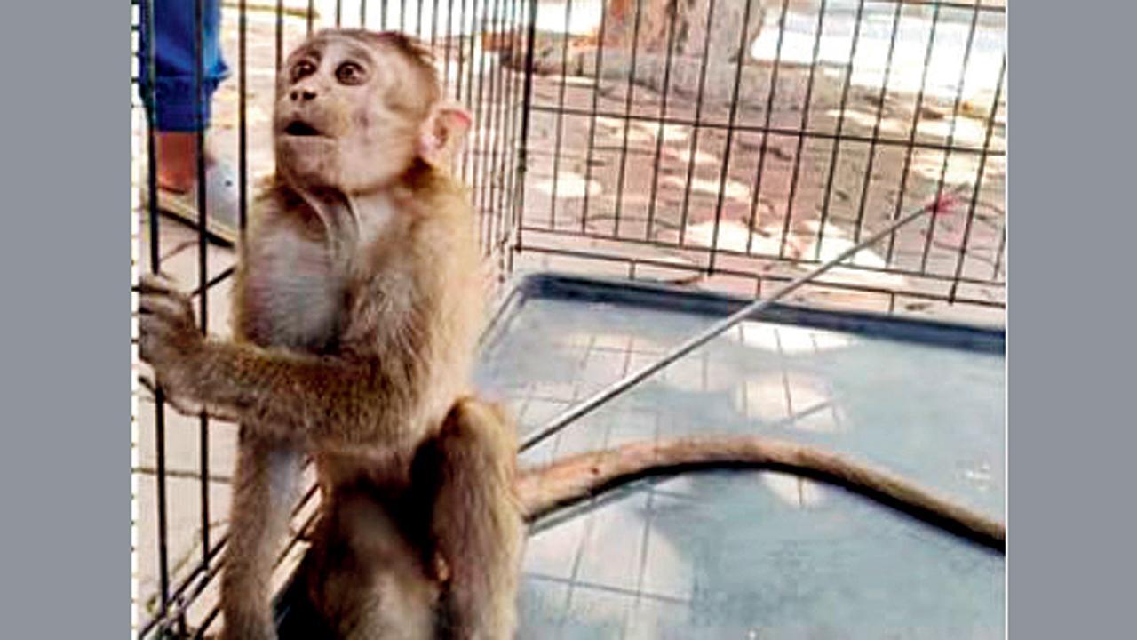 પીઠમાં લાગેલા તીર સાથે વાંદરાને સારવાર માટે NGOના સભ્યો વેટરિનરી ડૉક્ટર પાસે લઈ  ગયા હતા