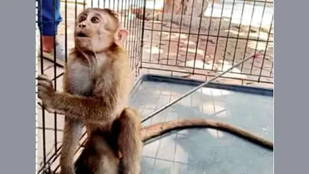 પીઠમાં લાગેલા તીર સાથે વાંદરાને સારવાર માટે NGOના સભ્યો વેટરિનરી ડૉક્ટર પાસે લઈ  ગયા હતા