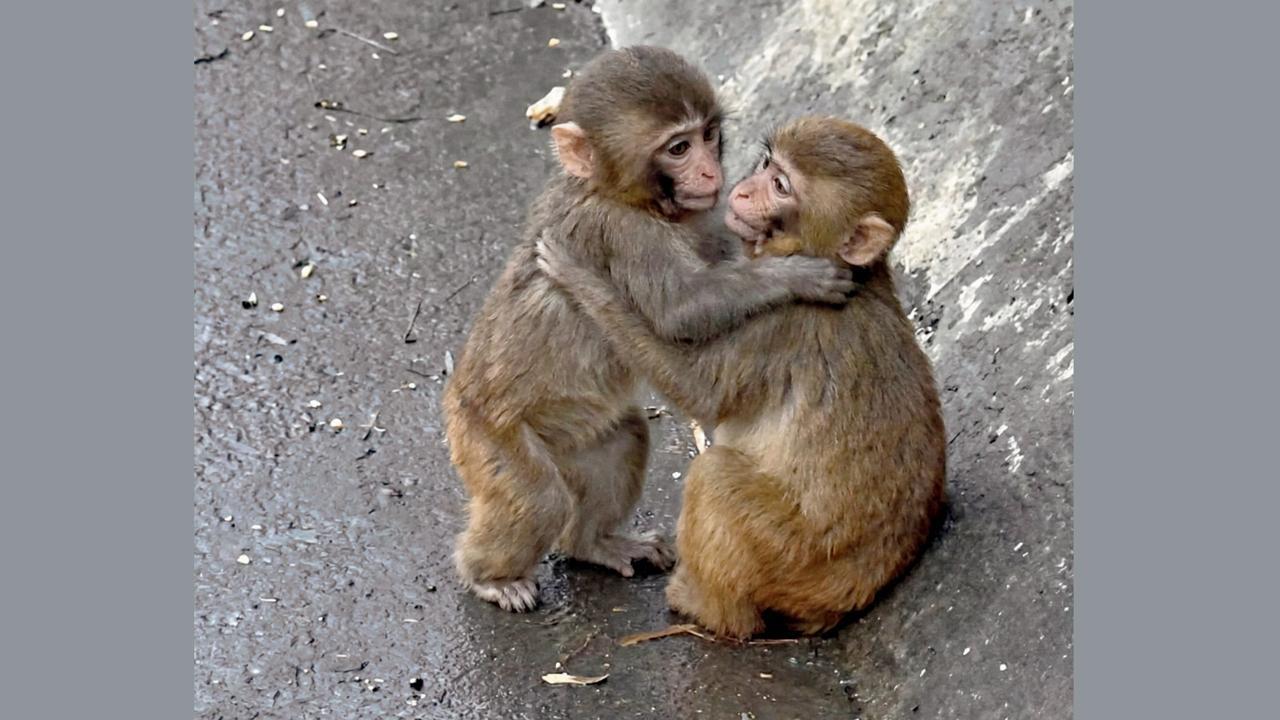 તસવીર સૌજન્યઃ સોશ્યલ મીડિયા