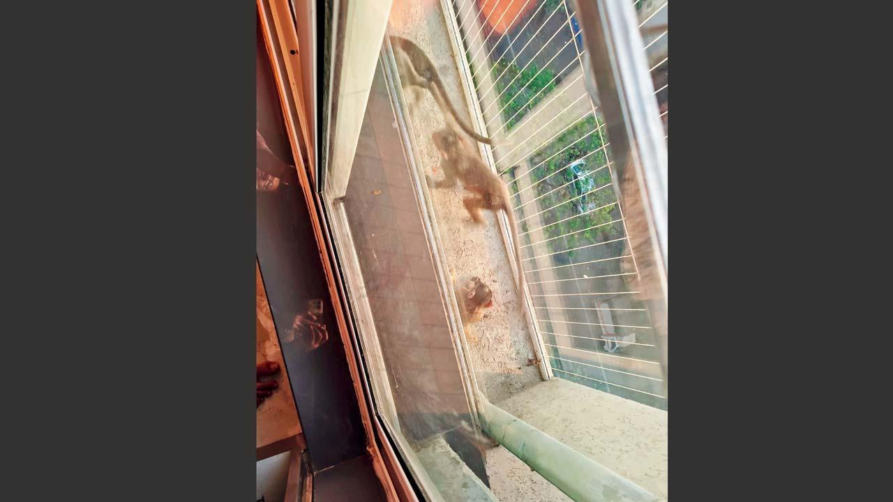 બાલકનીમાં આવેલો વાંદરો.