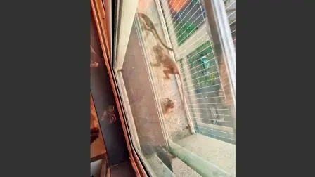 બાલકનીમાં આવેલો વાંદરો.