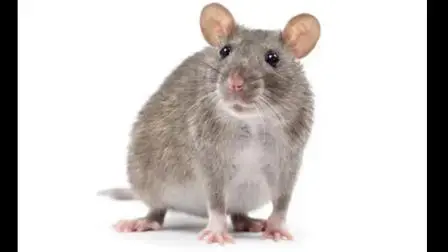 પ્રતીકાત્મક તસવીર