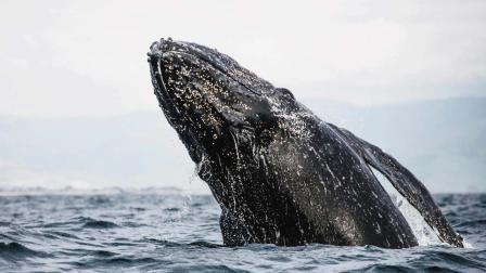 બોહેડ વ્હેલ