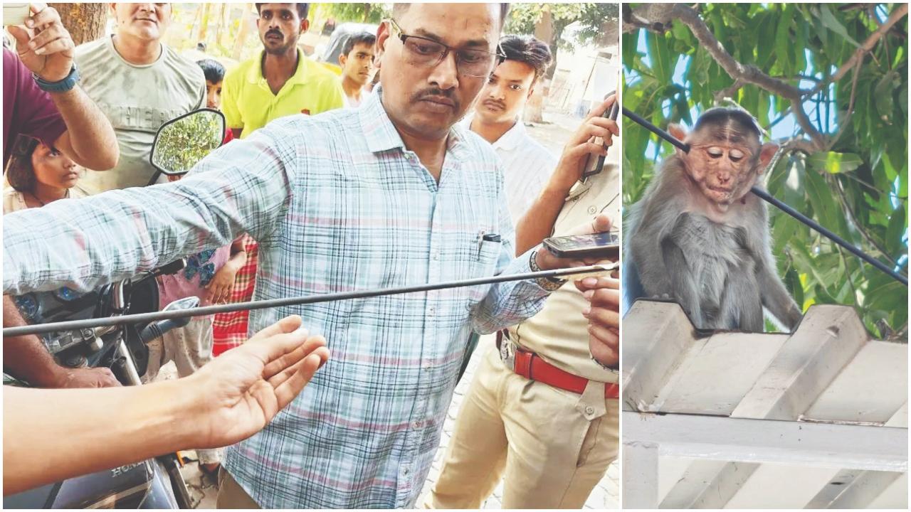 વાનરને મારવામાં આવેલું તીર.