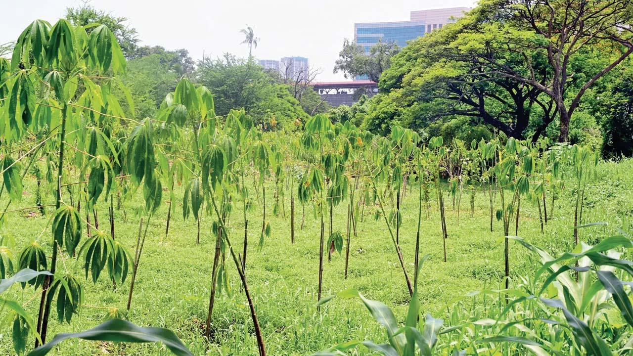 પ્રતીકાત્મક તસવીર