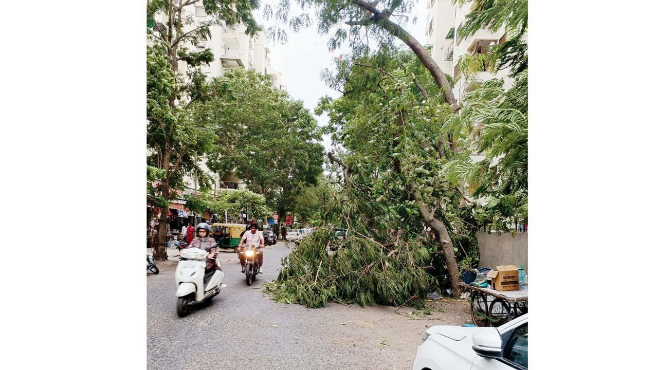 અમદાવાદમાં ભારે પવનથી વૃક્ષ ઊખડી ગયું હતું.