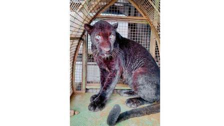 રત્નાગિરિમાં ૫૦ ફુટ ઊંડા કૂવામાં પડી ગયેલા બ્લૅક પૅન્થરનો ડ્રામૅટિક બચાવ