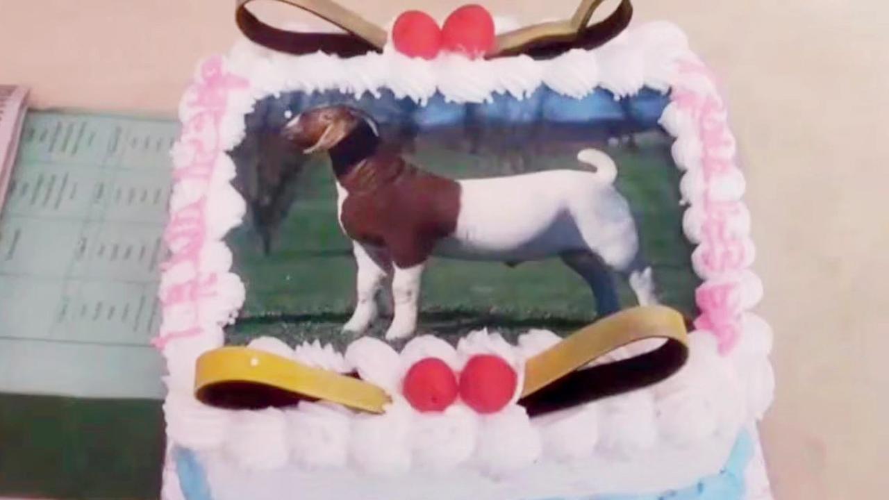 બકરાનો ફોટો ધરાવતી કેક કાપવામાં આવી