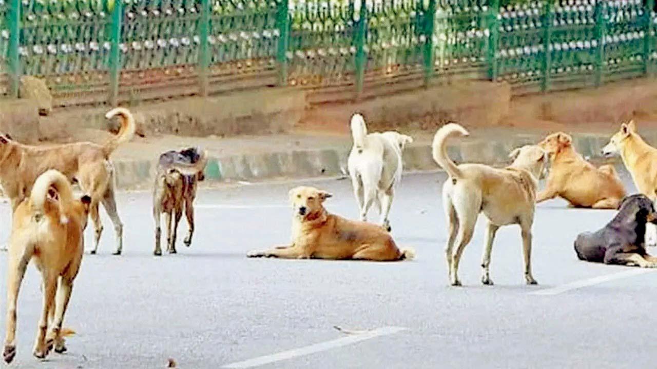 પ્રતીકાત્મક તસવીર