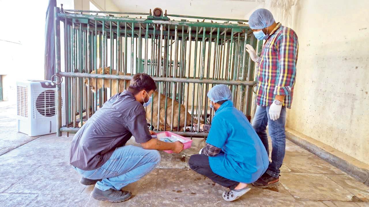 સિંહોની સારવાર કરાઈ રહી છે