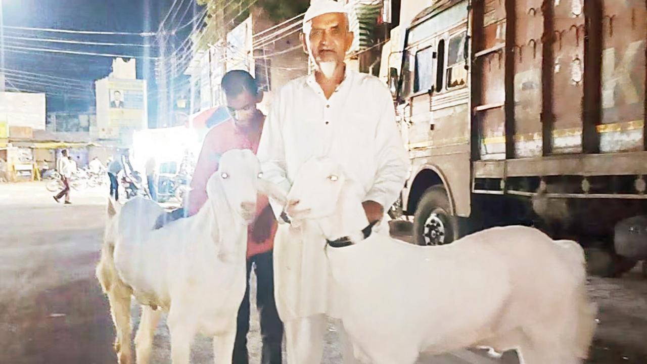 આ બકરો પંજાબી નસલનો છે