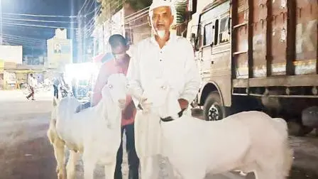 આ બકરો પંજાબી નસલનો છે