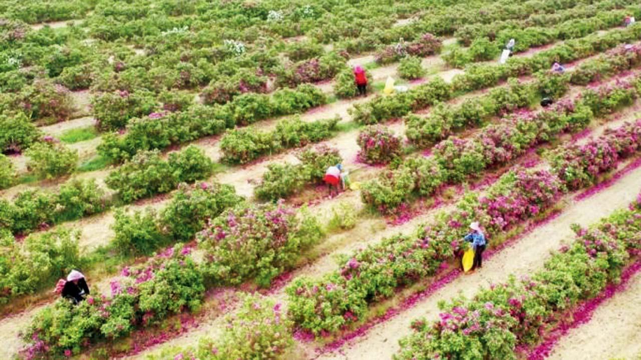 રણના કિનારે એક નવો ચમત્કાર જોવા મળ્યો છે.