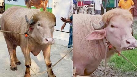 ઢાકામાં આવેલી આ બે ભેંસનું વજન લગભગ ૭૦૦ કિલો છે