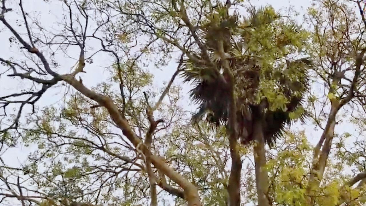 તસવીર સૌજન્યઃ સોશ્યલ મીડિયા