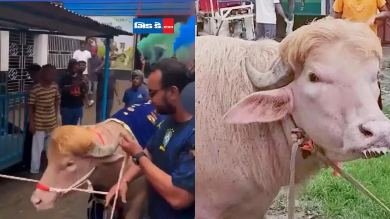 ડોનાલ્ડ ટ્રમ્પના નામે આ ભેંસ વાયરલ થઈ હતી