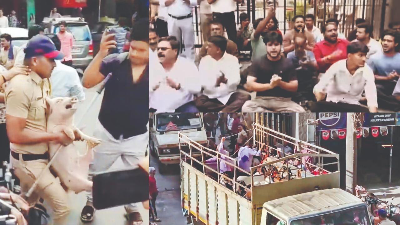 ભારે વિરોધને પગલે મીરા રોડની પૂનમ એસ્ટેટ કલસ્ટર 1 સોસાયટીમાંથી મીરા-ભાઈંદર મહાનગરપાલિકાએ બકરા હટાવી લીધા હતા. સોસાયટીની બહાર બજરંગ દળના કાર્યકરો ભૂંડ લઈને આવ્યા હતા. સોસાયટીના ગેટની બહાર હનુમાનચાલીસાના પાઠ.