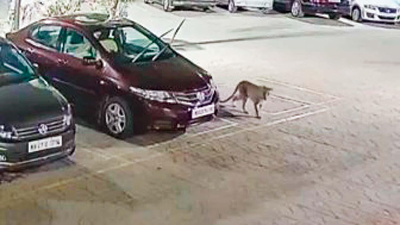 CCTV કૅમેરાનાં ફુટેજ