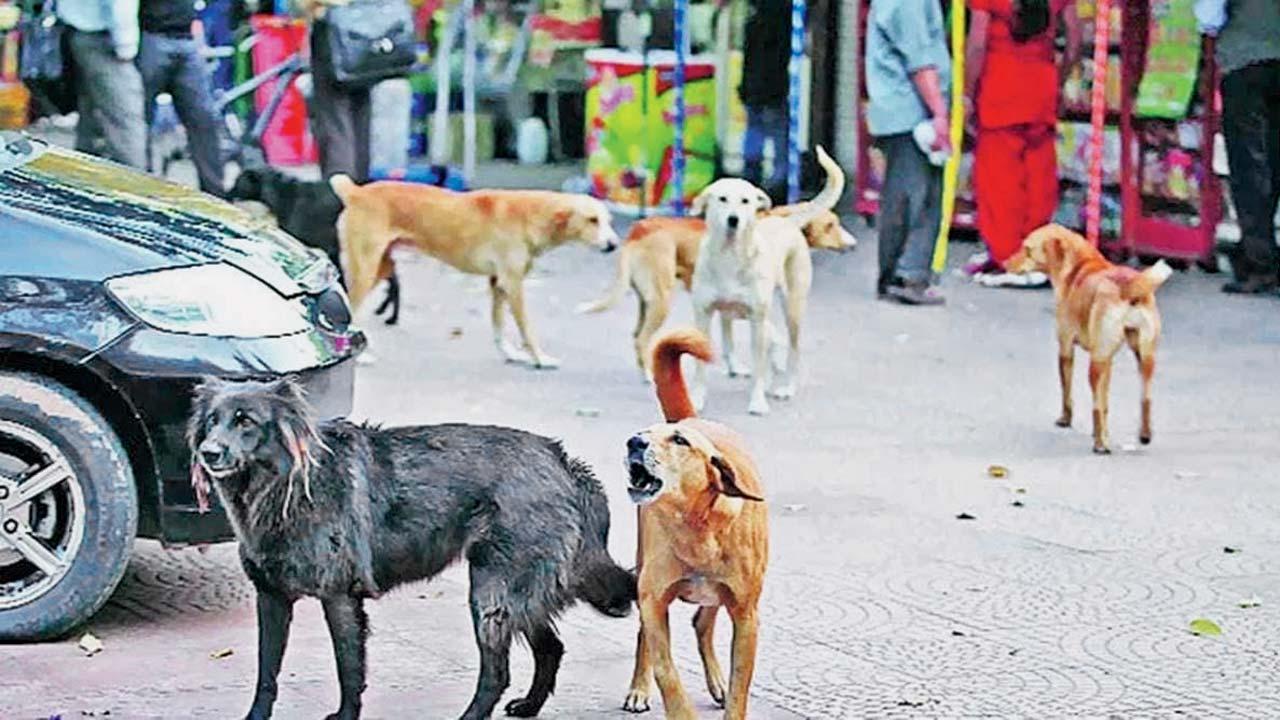 પ્રતીકાત્મક તસવીર