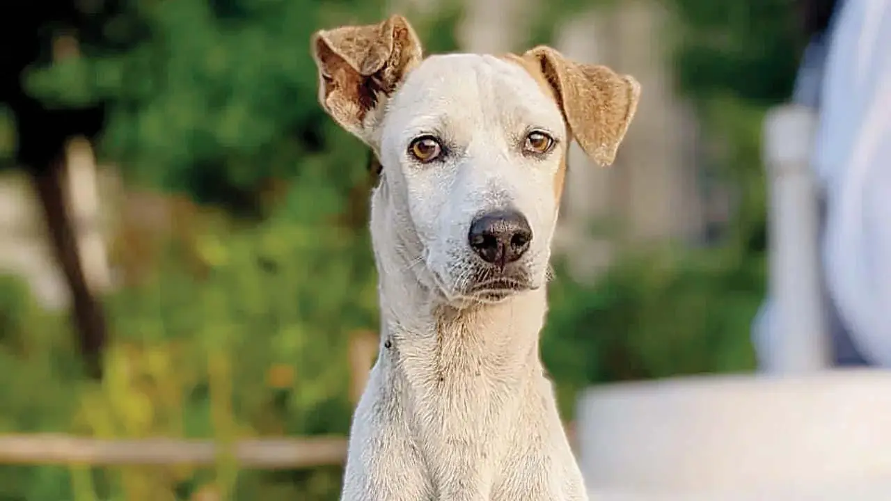 પ્રતીકાત્મક તસવીર