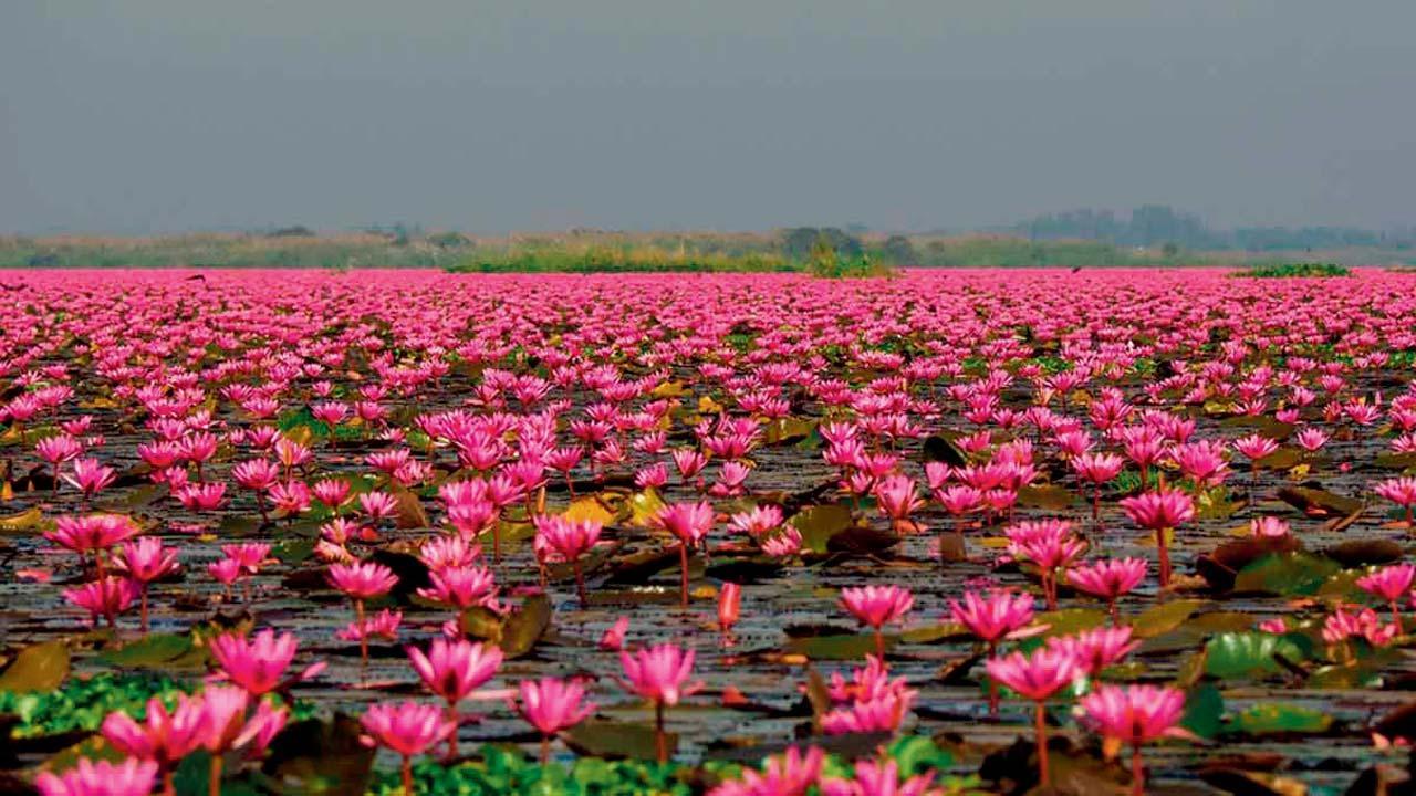 લોટસ વૅલી