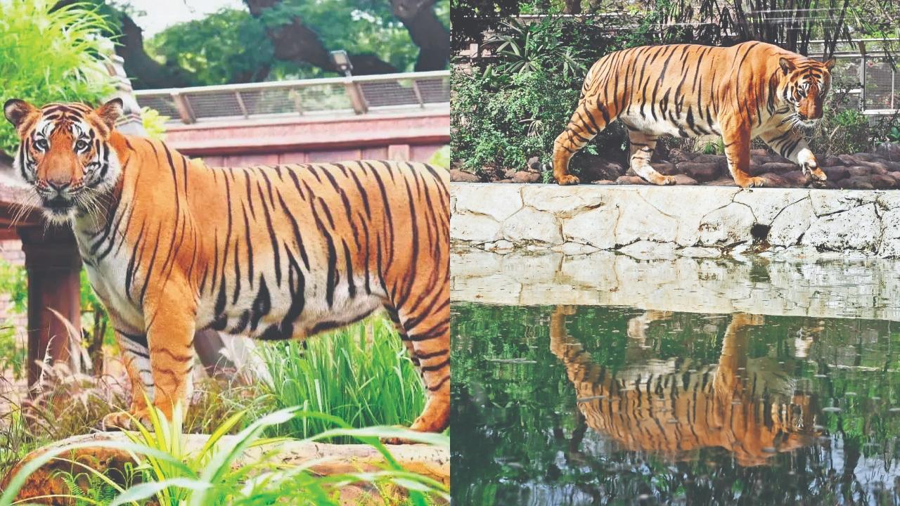 શક્તિ (ડાબે ) અને એના બચ્ચા રુદ્ર (જમણે)નાં મૃત્યુ પછી ઝૂમાં માત્ર બે જ વાઘ બચ્યા છે
