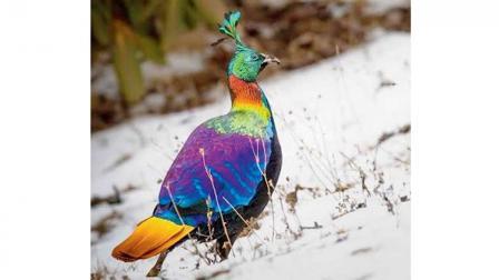 હિમાલયન મોનલ