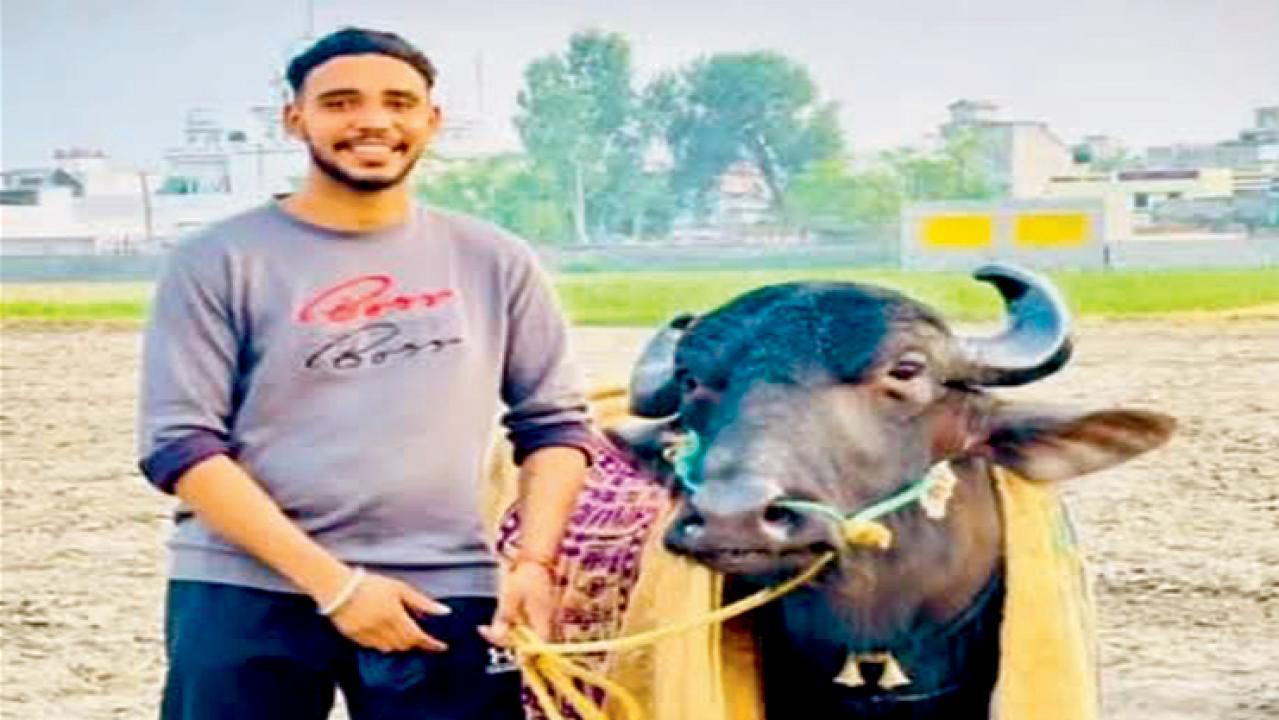૩૫ લાખનો પાડો
