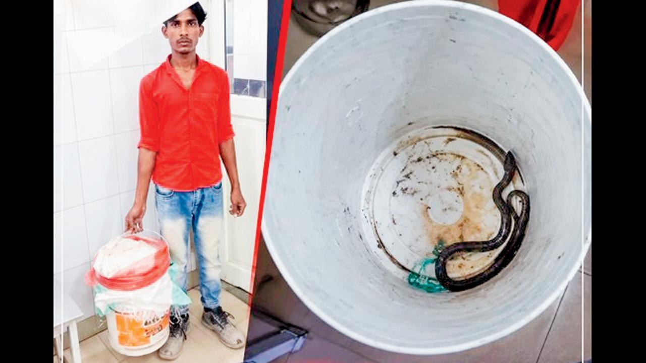 બાલદીમાં ફેણ ચડાવેલો જીવતો સાપ