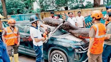 વર્તકનગરમાં પોખરણ રોડ-નંબર 1 વિસ્તારમાં કાર પર પડેલું વૃક્ષ.