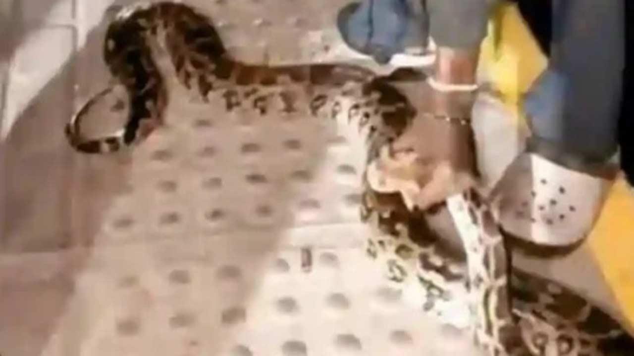 વાઇરલ વિડીયોમાંથી સ્ક્રીનશૉટ