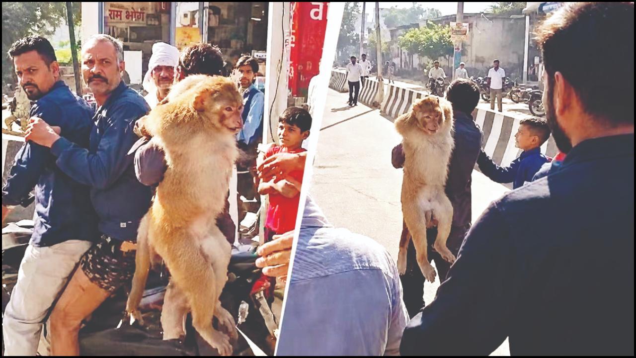 વાંદરાને પકડવા માટે ઇનામ જાહેર