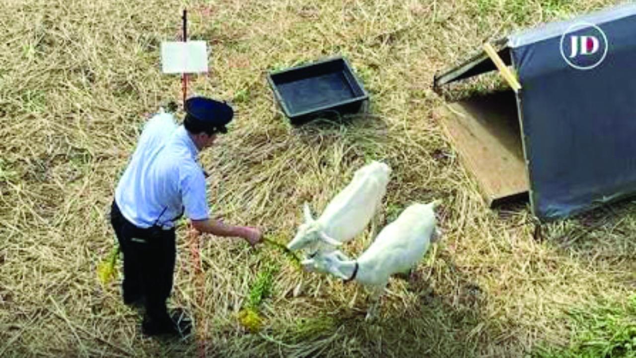 બકરીઓની અનોખી નોકરી