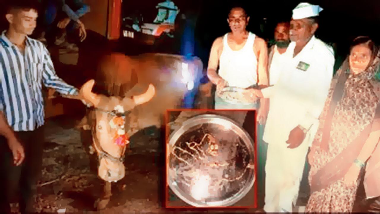 નાશિક બળદ સોનાનો હાર ગળી ગયો