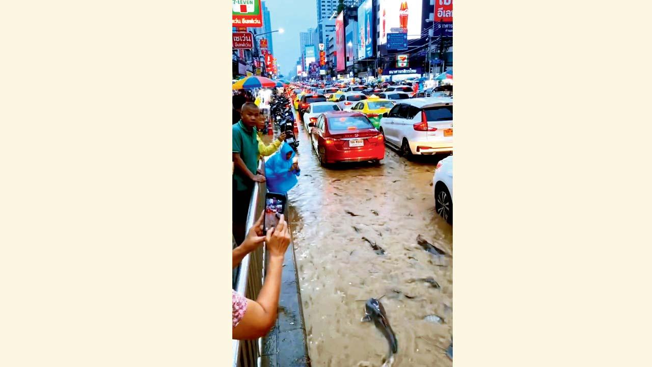 રસ્તા પર તરતી કૅટ‌ફિશ