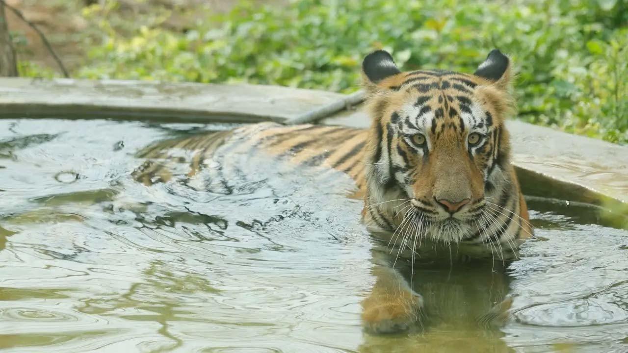 બિજલી
